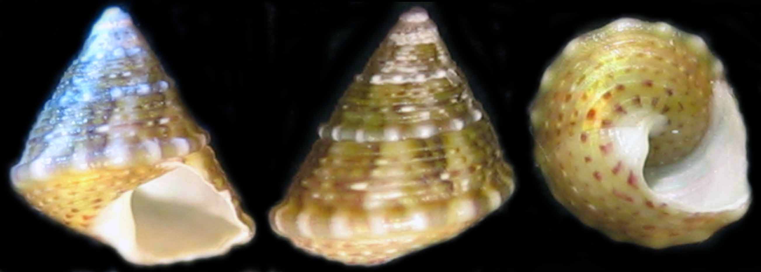 Jujubinus striatus